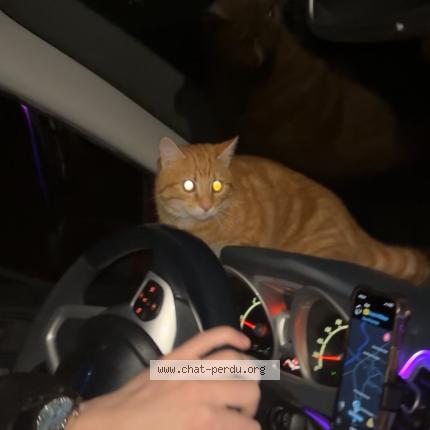 Photo 1/1 Chat trouvé Trouvé à Monts