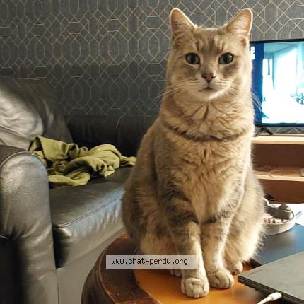 Photo 1/1 Briard Chat perdu à Grisy suisnes