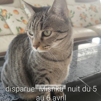 Photo 1/1 Mishka Chat perdu à Marseille