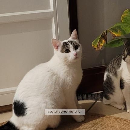 Photo 1/1 Biglou Chat perdu à Laxou