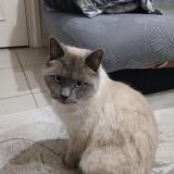 Photo de chat perdu à Roussillon