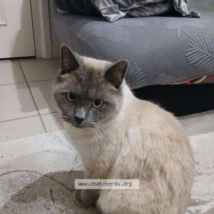 Photo 1/1 Noé Chat perdu à Roussillon
