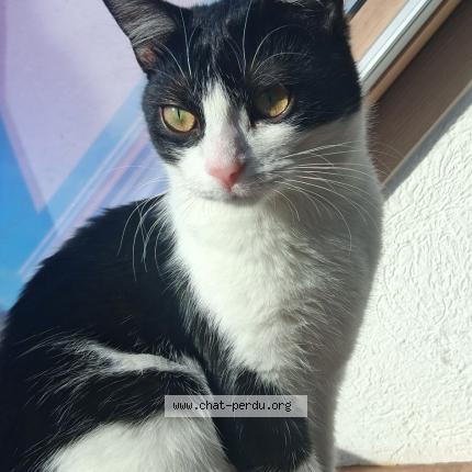 Photo 1/1 Blue Chat perdu à Richwiller