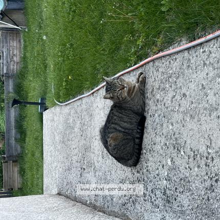 Photo 1/1 Chat trouvé Trouvé à Livron sur drome