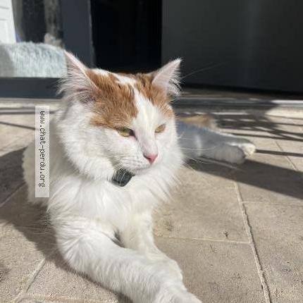 Photo 1/1 Zelda Chat perdu à Marliens