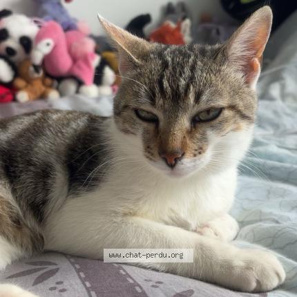 Photo 1/1 Canaille Chat perdu à Margerie chantagret