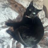 Photo de chat perdu à L Albenc