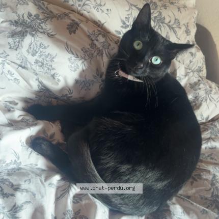 Photo 1/1 Zoé Chat perdu à L albenc