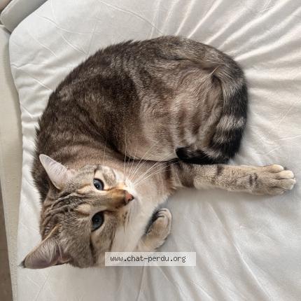 Photo 1/1 Azur Chat perdu à Nancy