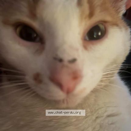 Photo 1/1 Blanco Chat perdu à Vaureal