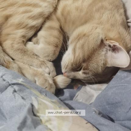 Photo 1/3 Sakura Chat perdu à Corbeil essonnes