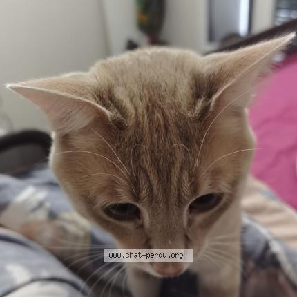 Photo 2/3 Sakura Chat perdu à Corbeil essonnes