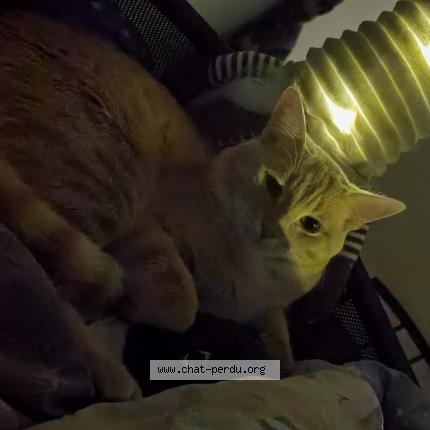 Photo 3/3 Sakura Chat perdu à Corbeil essonnes