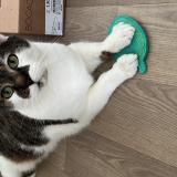 Photo de chat perdu à Lyon