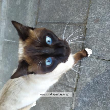 Photo 1/1 Chat trouvé Trouvé à Anderlecht