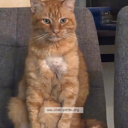 Photo 1/1 Mickey Chat perdu à Antibes