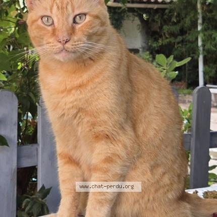 Photo 1/2 Mickey Chat perdu à Antibes