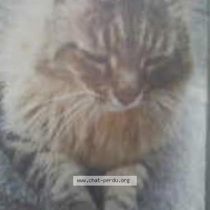 Photo 1/1 Engo Chat perdu à Amboise