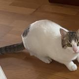 Photo de chat trouvé à Montfermeil