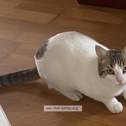 Photo 1/1 Chat trouvé Trouvé à Montfermeil