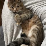 Photo de chat perdu à Angouleme