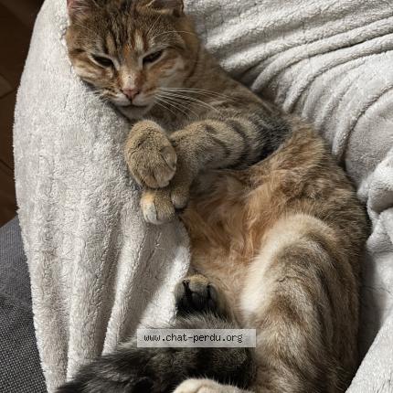 Photo 1/1 Vanille Chat perdu à Angouleme