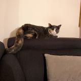 Photo de chat perdu à Saint Martin De Nigelles