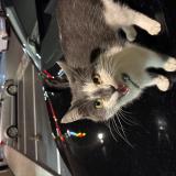 Photo de chat trouvé à Lille