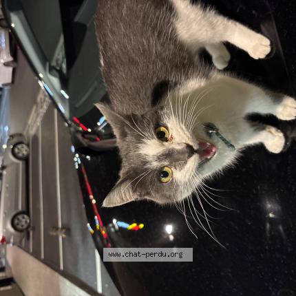 Photo 1/1 Chat trouvé Trouvé à Lille