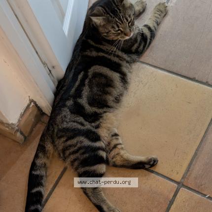 Photo 1/1 Chat trouvé Trouvé à Pessac