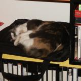 Photo de chat perdu à Annecy Le Vieux