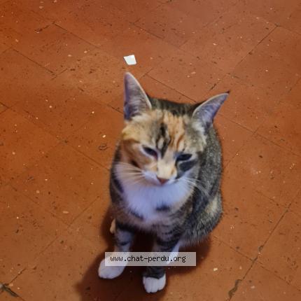 Photo 2/2 Cerise Chat perdu à Le chambon feugerolles