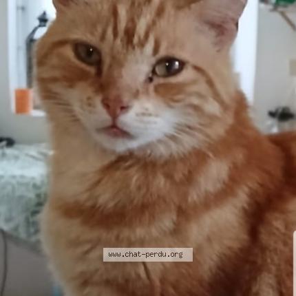 Photo de chat perdu à Inguiniel