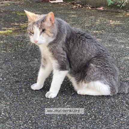 Photo 1/1 Chat trouvé Trouvé à Jouy en josas