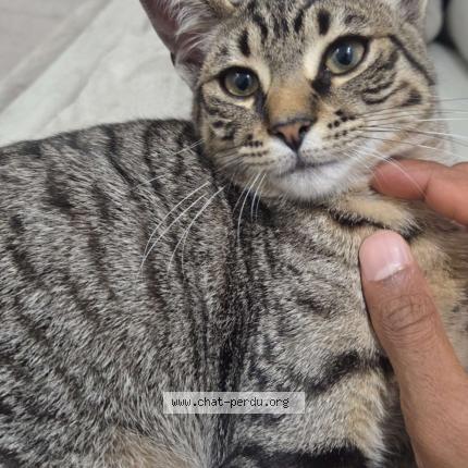 Photo 1/1 Fuji Chat perdu à Brou sur chanterraine