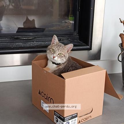 Photo 1/1 Osiris Chat perdu à Brussieu