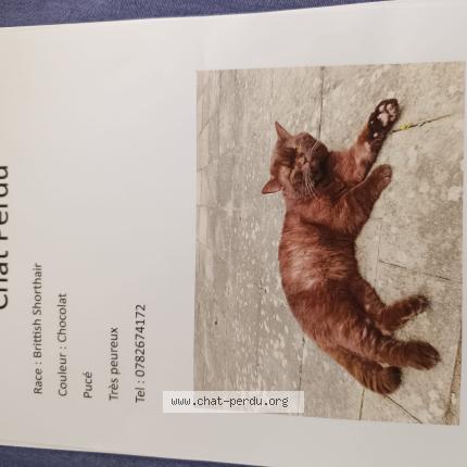 Photo 1/1 Chouchou Chat perdu à Le mans