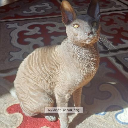 Photo 1/1 Pépin Chat perdu à Saint jean de barrou