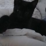 Photo de chat perdu à Schiltigheim