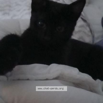 Photo 1/1 Evoli Chat perdu à Schiltigheim