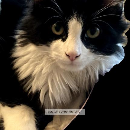 Photo 1/1 Mitsi Chat perdu à Limas