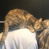 Photo de chat perdu à Villers Bocage