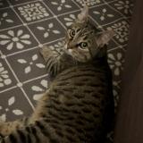 Photo de chat perdu à Montfermeil