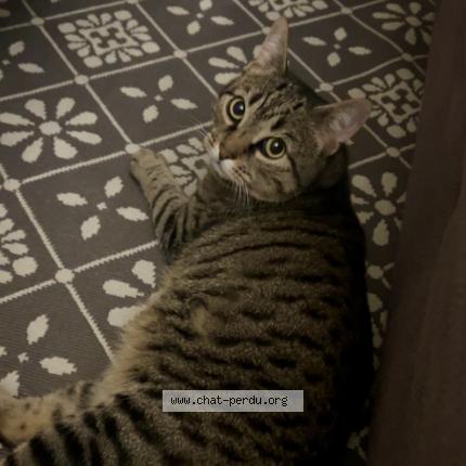 Photo 1/1 Coffee Chat perdu à Montfermeil