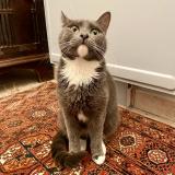 Photo de chat perdu à Saint Nazaire