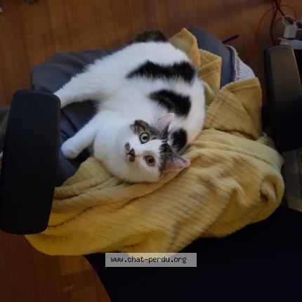 Photo 1/1 Gaspard Chat perdu à Braine l alleud