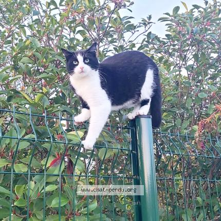 Photo 1/1 Taz Chat perdu à Lanton