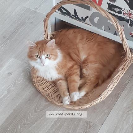 Photo 1/1 GYPSY Chat perdu à Pont pean