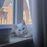 Photo de chat perdu à Neder Over Hembeek