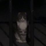 Photo de chat trouvé à Grimbergen